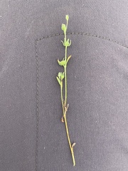 Plagiobothrys acanthocarpus