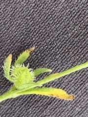 Plagiobothrys acanthocarpus