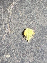 Plagiobothrys acanthocarpus