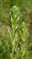 Castilleja attenuata