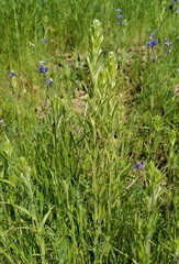 Castilleja attenuata