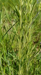 Castilleja attenuata