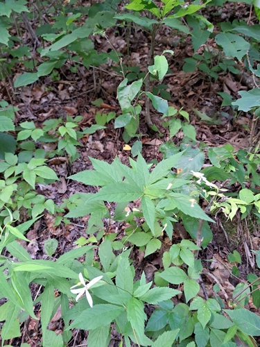 Image of Gillenia trifoliata by (c) Bob Schwartz, some rights reserved (CC BY)