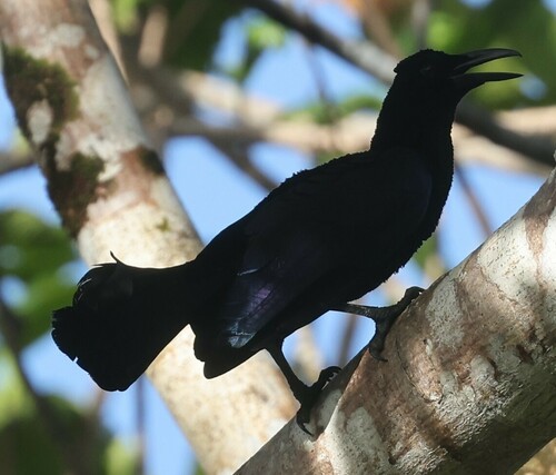 Curl-crested Manucode