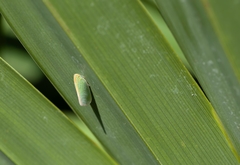 Ormenaria rufifascia