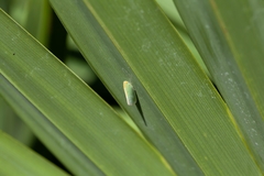 Ormenaria rufifascia