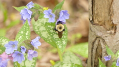Bombus bimaculatus