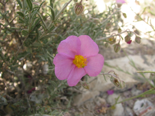 Image of Helianthemum vesicarium by (c) Nachman bones, some rights reserved (CC BY)