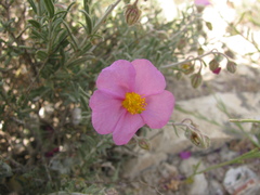 Helianthemum vesicarium, photograph (c) Nachman bones, some rights reserved (CC BY)