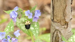 Bombus bimaculatus