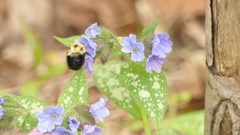 Bombus bimaculatus