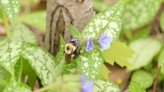 Bombus bimaculatus