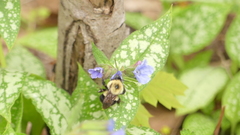 Bombus bimaculatus