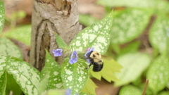 Bombus bimaculatus