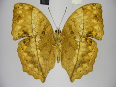 Harma theobene superna