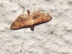Nacoleia charesalis