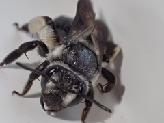 Andrena agilissima
