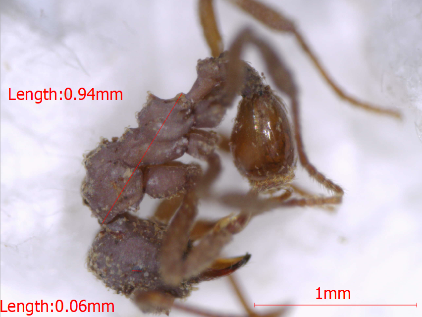 Myrmicocrypta ednaella