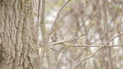 Melospiza melodia