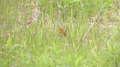 Danaus plexippus