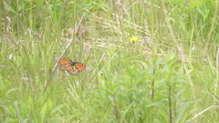 Danaus plexippus