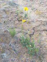 Thelesperma subnudum