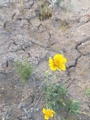 Thelesperma subnudum