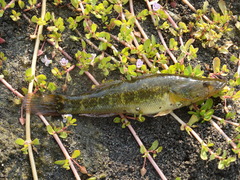 Gobiomorus polylepis