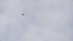 Buteo jamaicensis