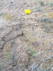 Thelesperma subnudum