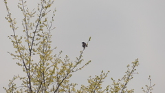 Agelaius phoeniceus