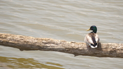 Anas platyrhynchos