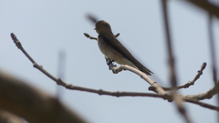 Stelgidopteryx serripennis