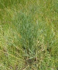 Perideridia kelloggii