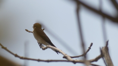 Stelgidopteryx serripennis