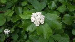 Viburnum ellipticum