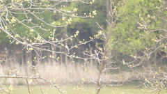 Tyrannus tyrannus