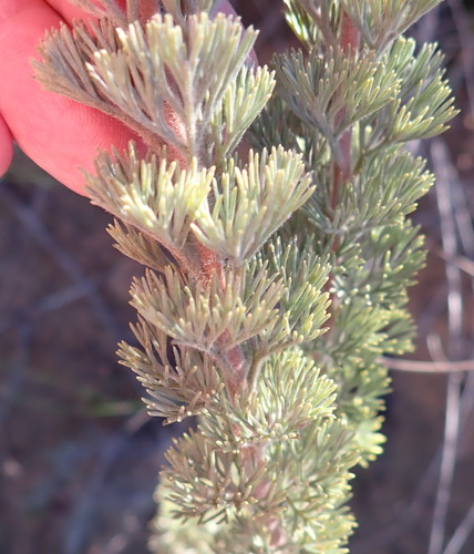 Image of Serruria aitonii by (c) Nicola van Berkel, some rights reserved (CC BY-SA)