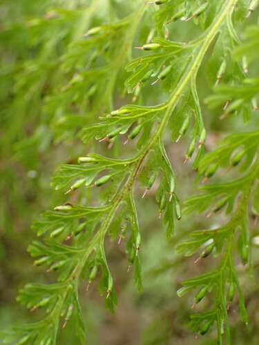 Vandenboschia tubiflora observed 2019-06-19