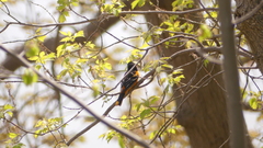 Icterus galbula