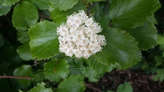 Viburnum ellipticum