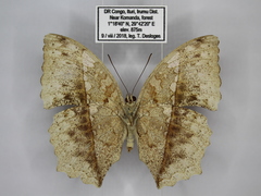 Harma theobene superna