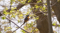 Icterus galbula