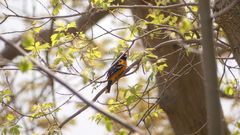 Icterus galbula