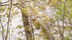 Icterus galbula