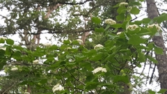 Viburnum ellipticum