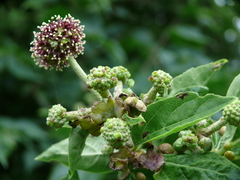 Eleutherococcus sessiliflorus