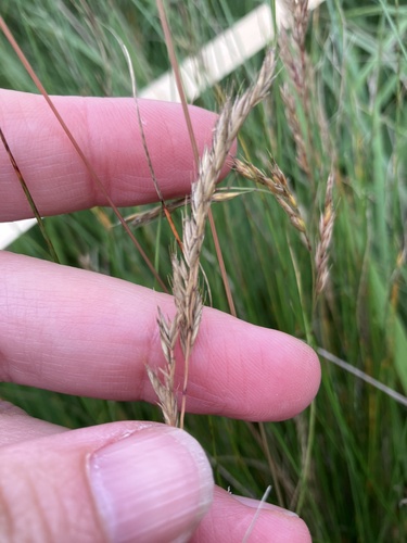 Festuca rupicola, photograph 3