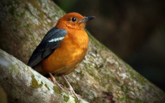 Geokichla citrina
