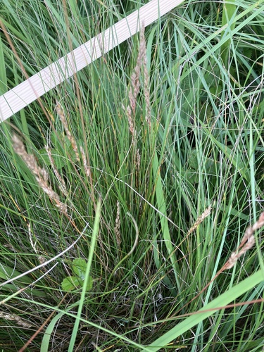 Festuca rupicola, photograph 4